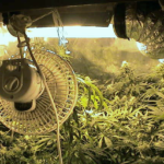 Guía completa sobre ventilación en el cuarto de cultivo