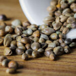 ¿Qué son las semillas de marihuana autoflorecientes?